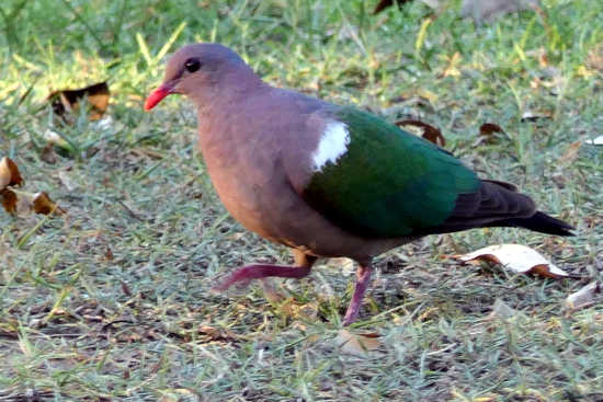 Emerald Dove Emerald Dove