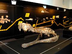 Fossil Crocodile display
