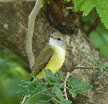 Lemon-bellied Flycatcher - seen at Adelaide River Bridge