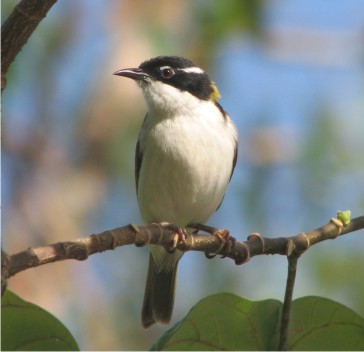 White-throated Honeyeater - a stunning bush bird!