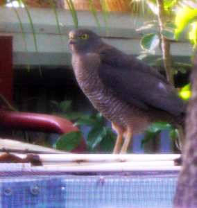 Brown Goshawk.