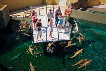 Feeding crocs in Darwin