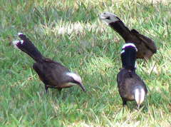 Grey-Crowned Babblers Grey-Crowned Babblers feeding on the grass in Nightcliff