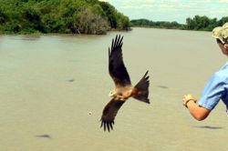 Black Kites over the river