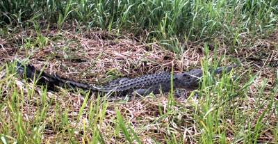 female crocodile guarding her nest