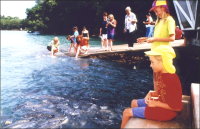 Fish feeding at Doctors Gully Aquascene