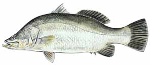 Barramundi