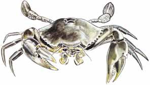 Mudcrab