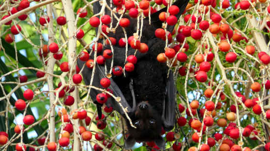 Flying fox Flying fox