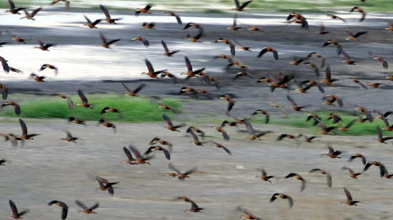 Flock of birds at Fogg Dam
