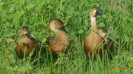 Ducks at Fogg Dam