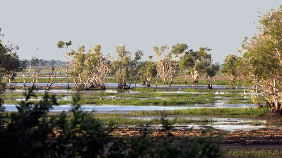 trees and water viewed from the causeway trees and water viewed from the causeway
