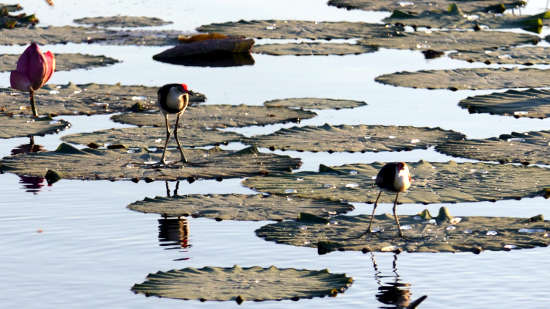 Comb Crested Jacana (Jesus Bird) seems to walk on water. Comb Crested Jacana (Jesus Bird)
