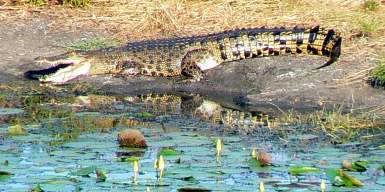 Fogg Dam crocodile