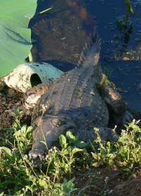 Crocodile saltwater crocodile