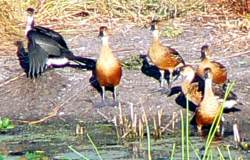 Ducks and darter Ducks and darter