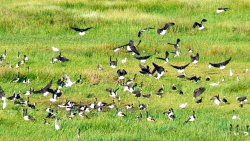 Flock of magpie geese Flock of magpie geese