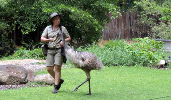 Friendly wildlife park emu