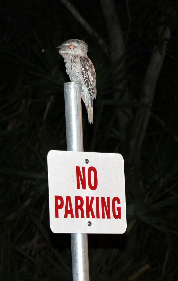 Tawney Frogmouth on No Parking Sign