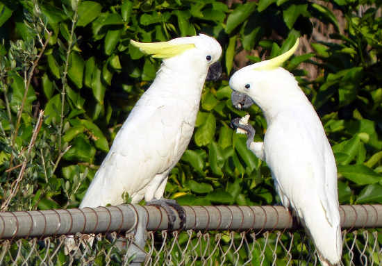 Sulphur Crested Cockatoos Sulphur Crested Cockatoos