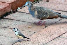 Dove and
Double-barred Finch Dove and
Double-barred Finch