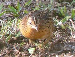 Red-Backed Button-Quail Red-Backed Button-Quail