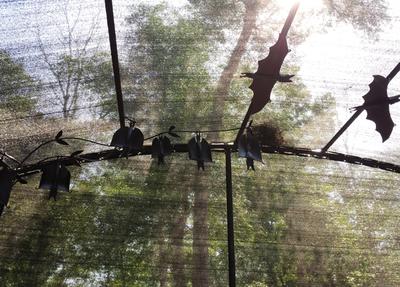 Bat Sculpture Territory Wildlife Park by GETROCKED