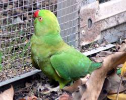 Indian Ringneck Indian Ringneck