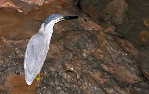 Grey Heron Grey Heron