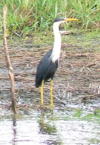 Pied Heron Pied Heron