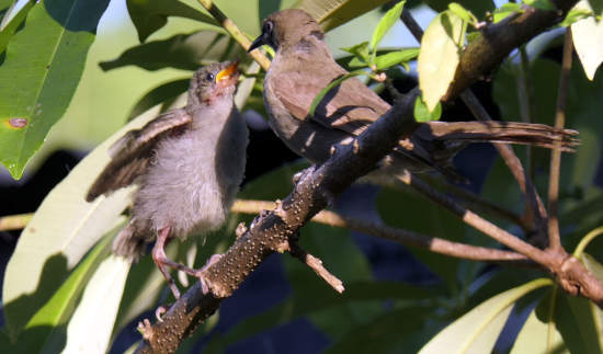 honeyeater and chick honeyeater and chick