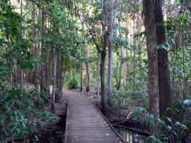 Across the stream into the rainforest.