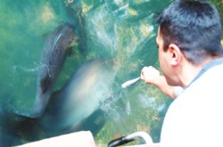 Hand feeding barramundi