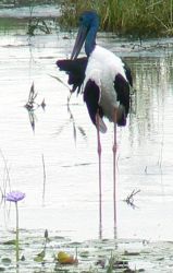 Jabiru - Australia's only Stork Jabiru - Australia's only Stork