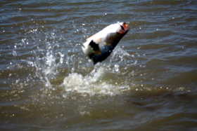 Jumping barramundi Jumping Barramundi