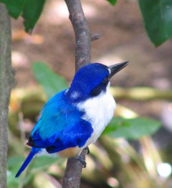 Blue Kingfisher