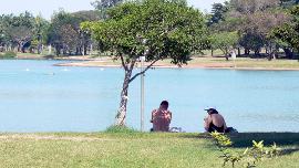Shady tree at Lake Alexander