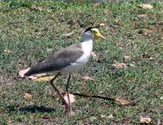 Masked Lapwing Masked Lapwing