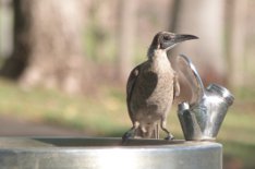 Little Friarbird Little Friarbird