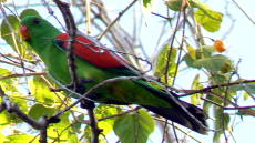 Red-winged Parrot Red-winged Parrot