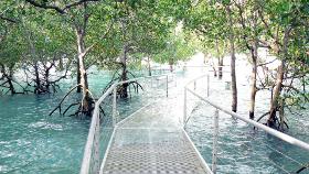 Tidal water over mangrove boardwalk Tidal water over mangrove boardwalk