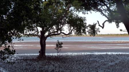 Mangroves and madflats Mangroves and madflats