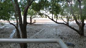 low tide in the mangroves low tide in the mangroves