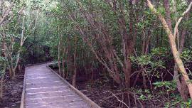 A raised walkway takes you to a different world of mangroves and mud.