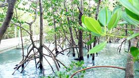 walkway at high tide mangrove walkway at high tide