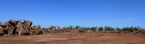 damaged trees collected after cyclone Marcus