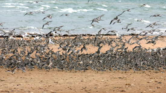 migratory birds at Buffalo Creek beach