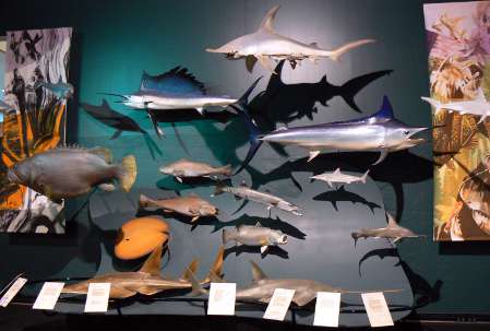 Fish Species display at museum