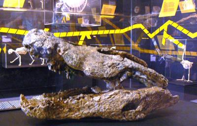 Fossil Crocodile Darwin Museum
