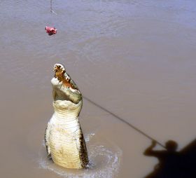 crocodile jumping for bait
